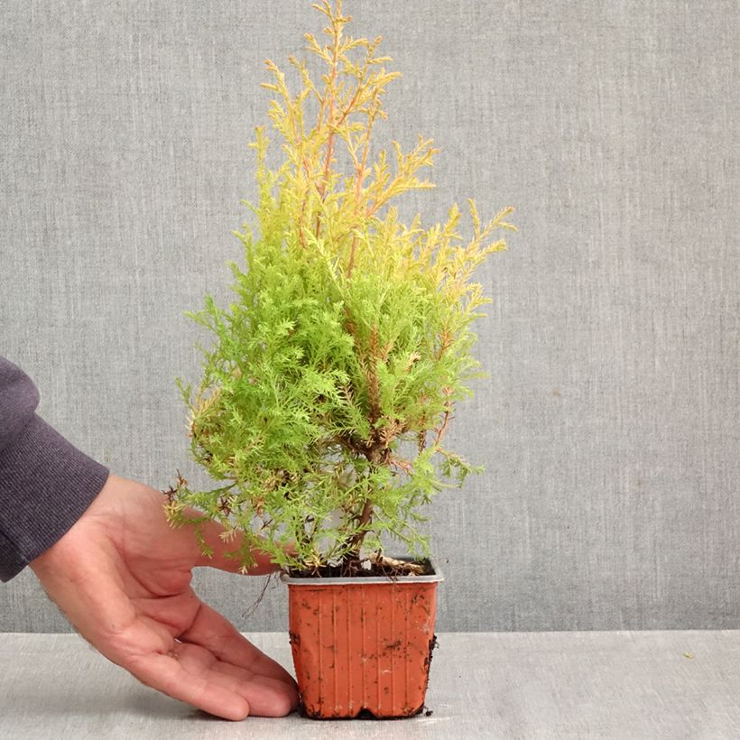 Ejemplar de Tuya occidental Rheingold Maceta de 8/9 cm entregado en otoño
