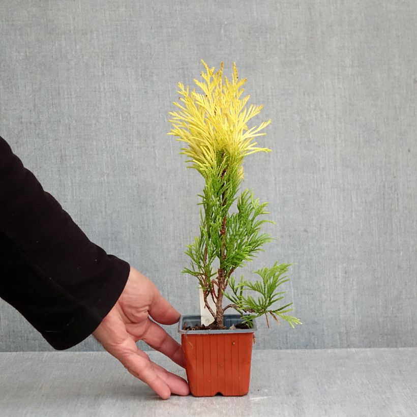 Ejemplar de Thuja plicata 4 Ever Goldy Maceta de 8/9 cm entregado en otoño