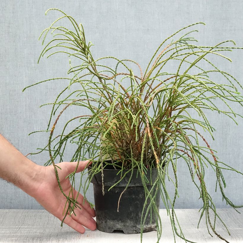 Ejemplar de Thuja plicata Whipcord Maceta 3L/4L entregado en verano