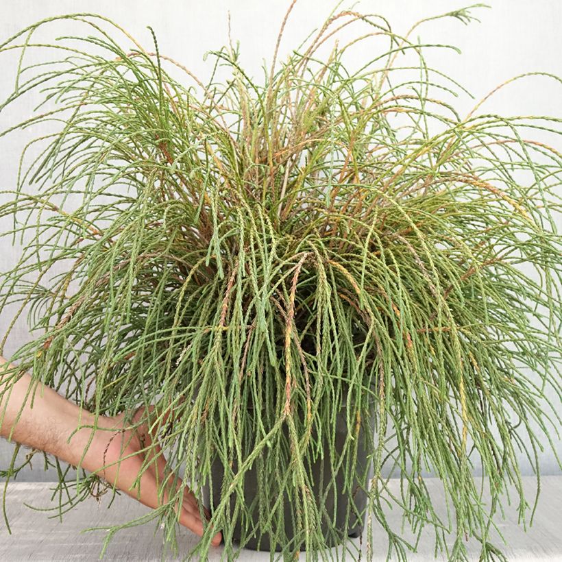 Ejemplar de Thuja plicata Whipcord Maceta 7,5L/10L entregado en verano