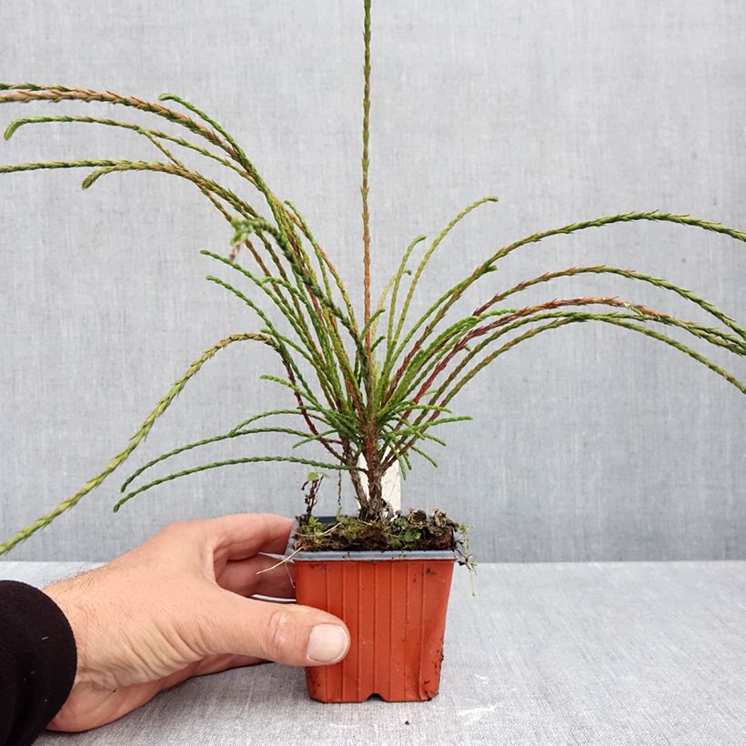 Ejemplar de Thuja plicata Whipcord Maceta de 8/9 cm entregado en otoño