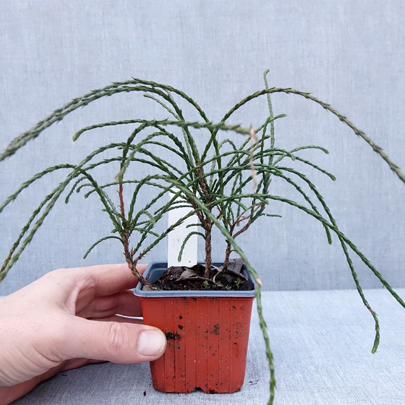 Thuja plicata Whipcord Maceta de 8/9 cm Ejemplar entregado en invierno