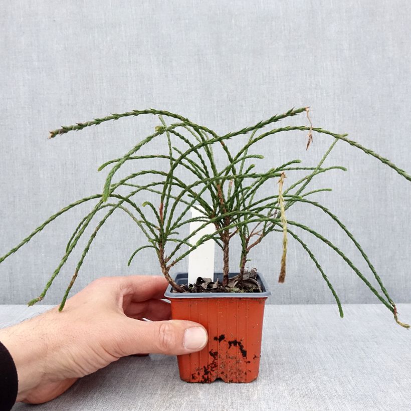 Thuja plicata Whipcord Maceta de 8/9 cm Ejemplar entregado en la primavera