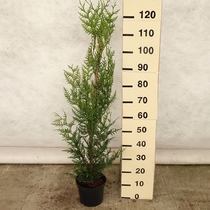 Ejemplar de Thuja plicata Atrovirens Maceta 4L/5L entregado en verano