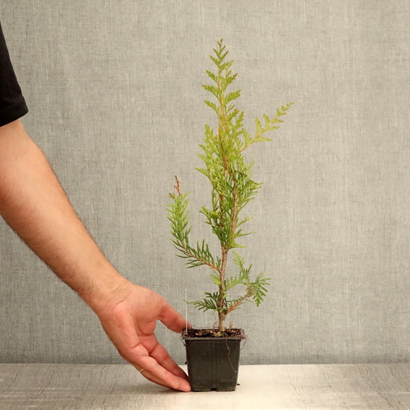 Ejemplar de Thuja plicata Atrovirens Maceta de 8/9 cm entregado en verano