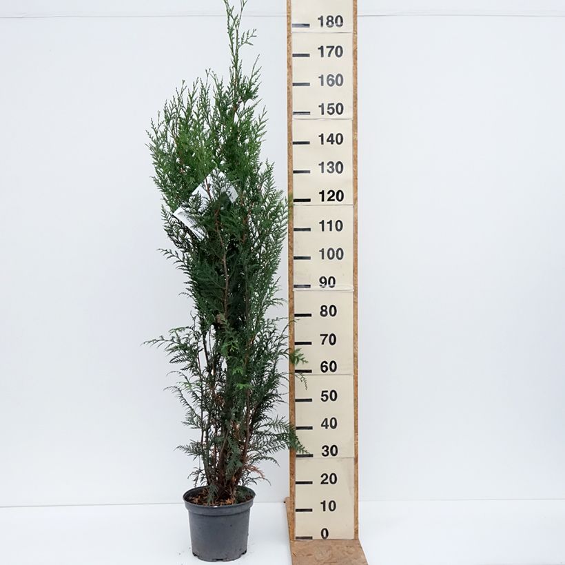 Ejemplar de Thuja plicata Atrovirens Maceta 6L/7L entregado en otoño