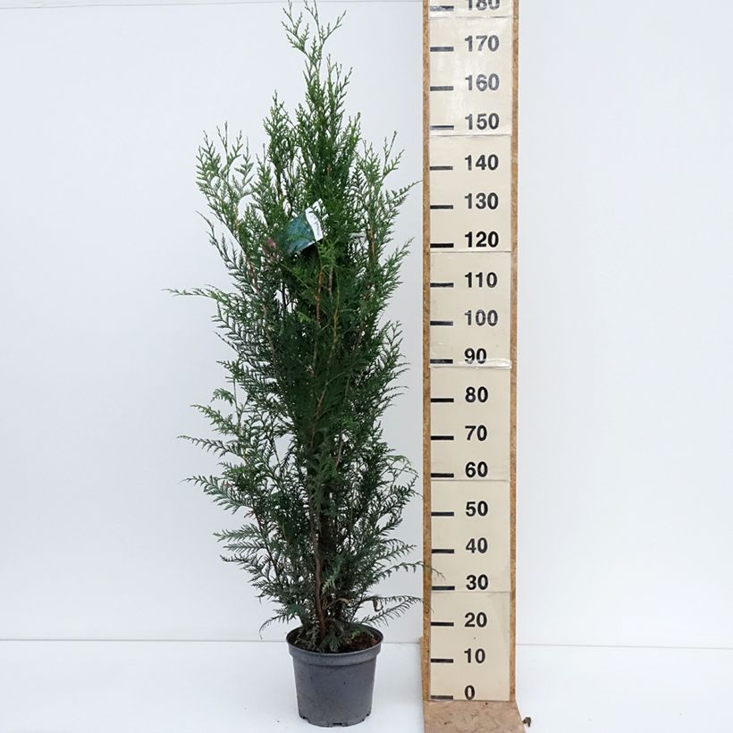 Ejemplar de Thuja plicata Atrovirens Maceta 6L/7L entregado en verano