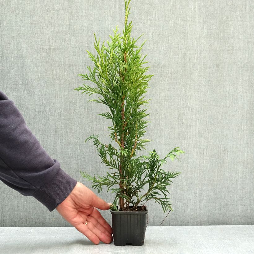 Ejemplar de Thuja plicata Zebrina Maceta de 8/9 cm entregado en verano