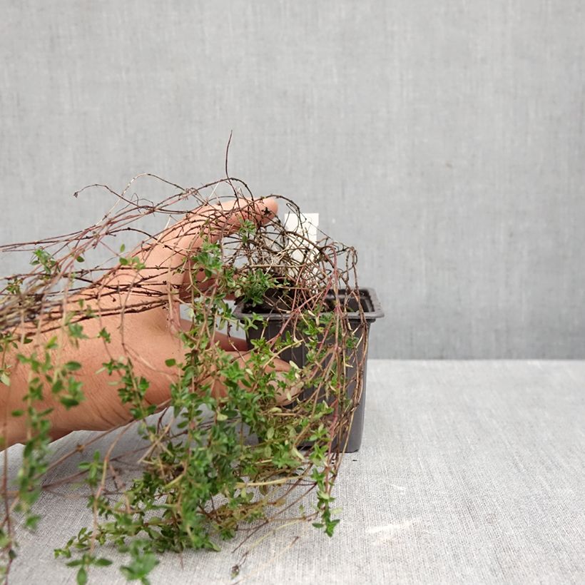 Ejemplar de Tomillo limón Lammefjord Maceta de 8/9 cm entregado en otoño