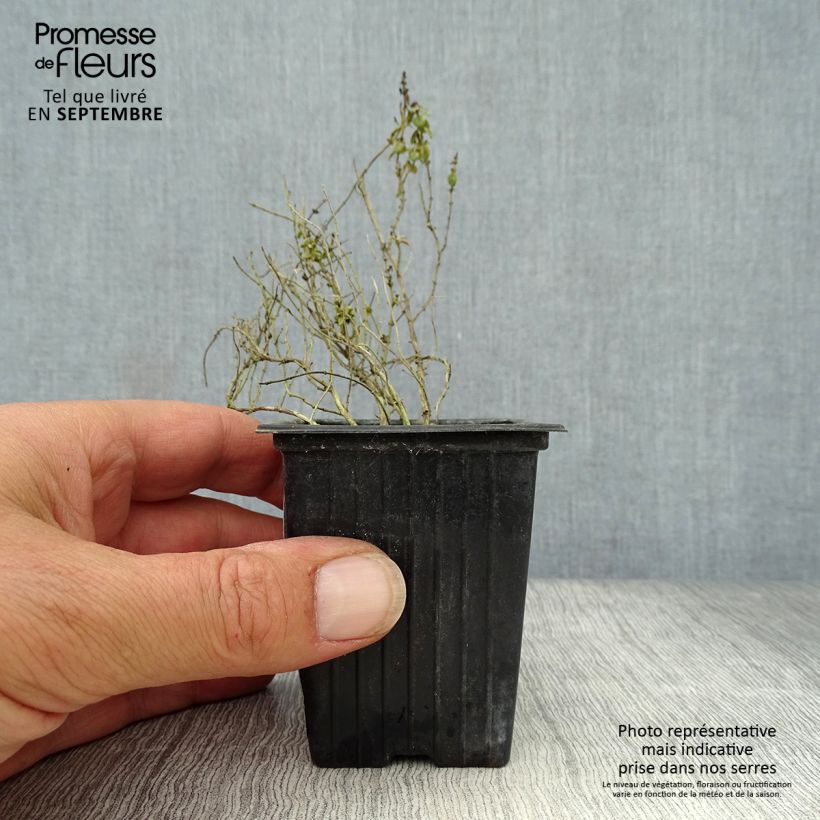 Ejemplar de Tomillo limón variegated Maceta de 7/8 cm entregado en otoño