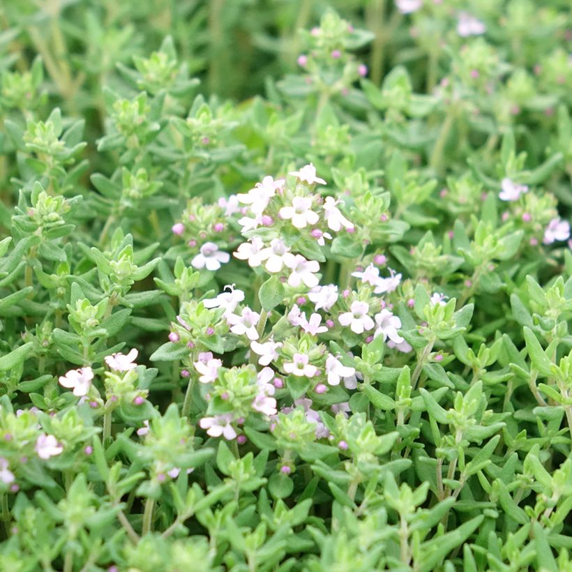 Tomillo Compactus (Floración)