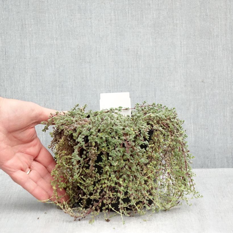 Ejemplar de Tomillo - Thymus pseudolanuginosus Maceta 2L/3L entregado en otoño
