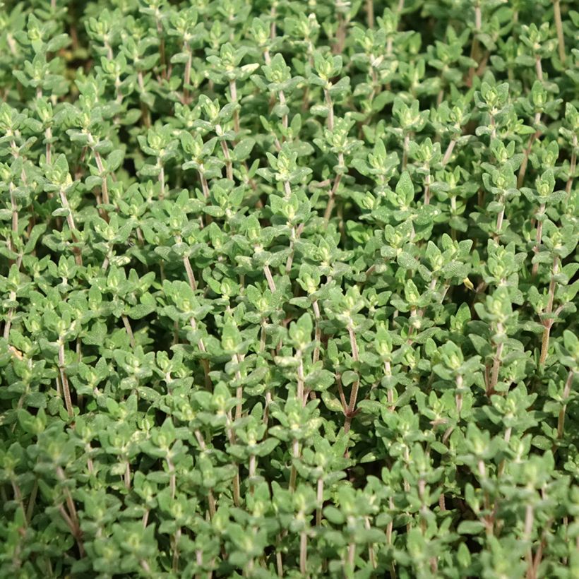 Tomillo Bio (plantas) - Thymus officinalis (Follaje)