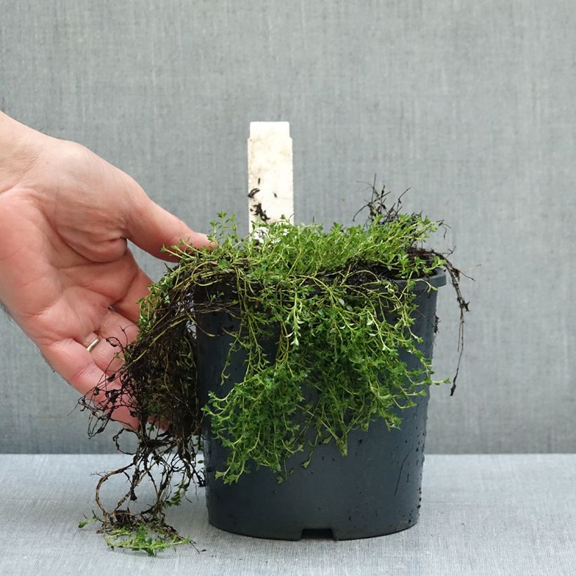 Ejemplar de Serpol serrano Albiflorus Maceta 2L/3L entregado en otoño