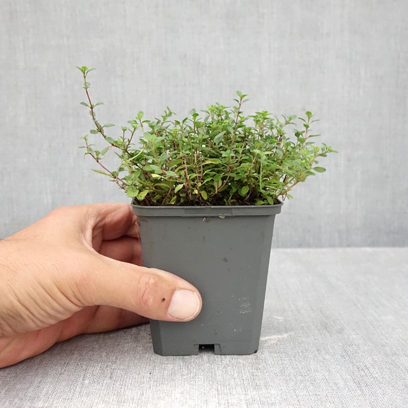 Ejemplar de Serpol Magic Carpet Maceta de 8/9 cm entregado en otoño