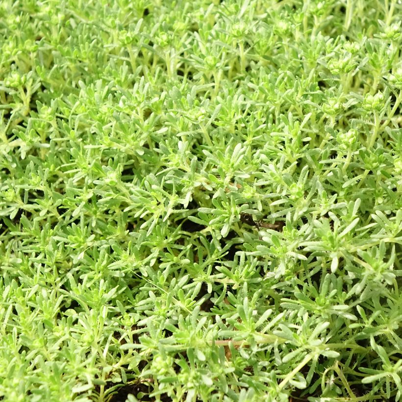Tomillo andaluz - Thymus capitatus (Follaje)