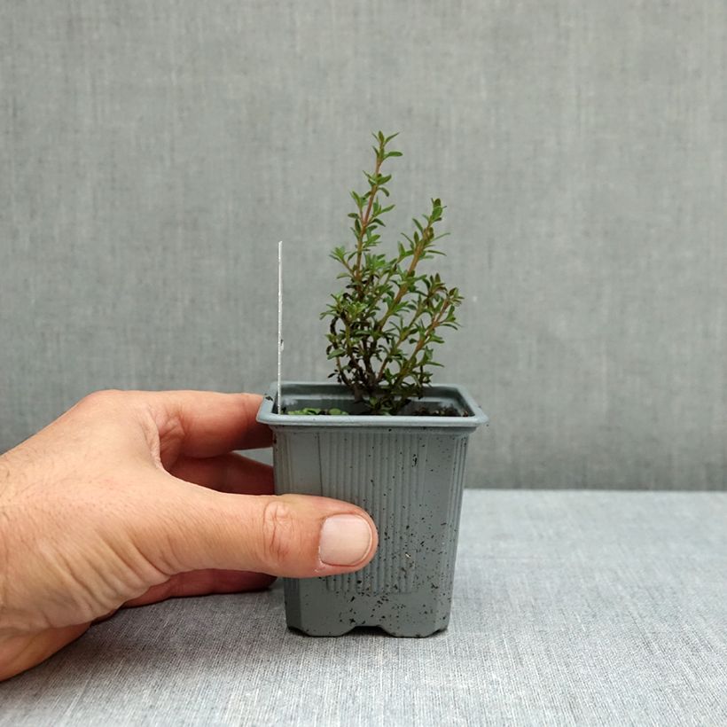 Ejemplar de Tomillo - Thymus mastichina Maceta de 8/9 cm entregado en otoño
