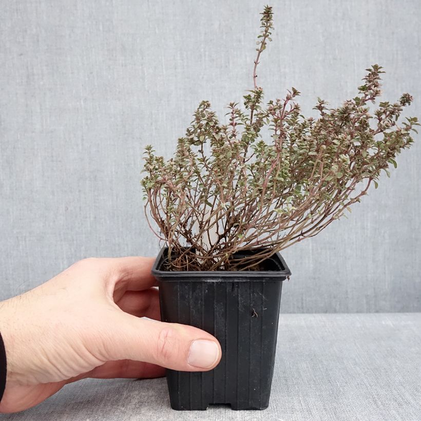 Tomillo Silver Posie saco de 1000 semillas aproximadamente Ejemplar entregado en invierno