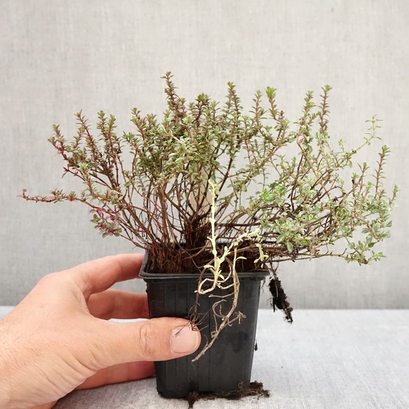 Tomillo Silver Posie Maceta de 8/9 cm Ejemplar entregado en la primavera