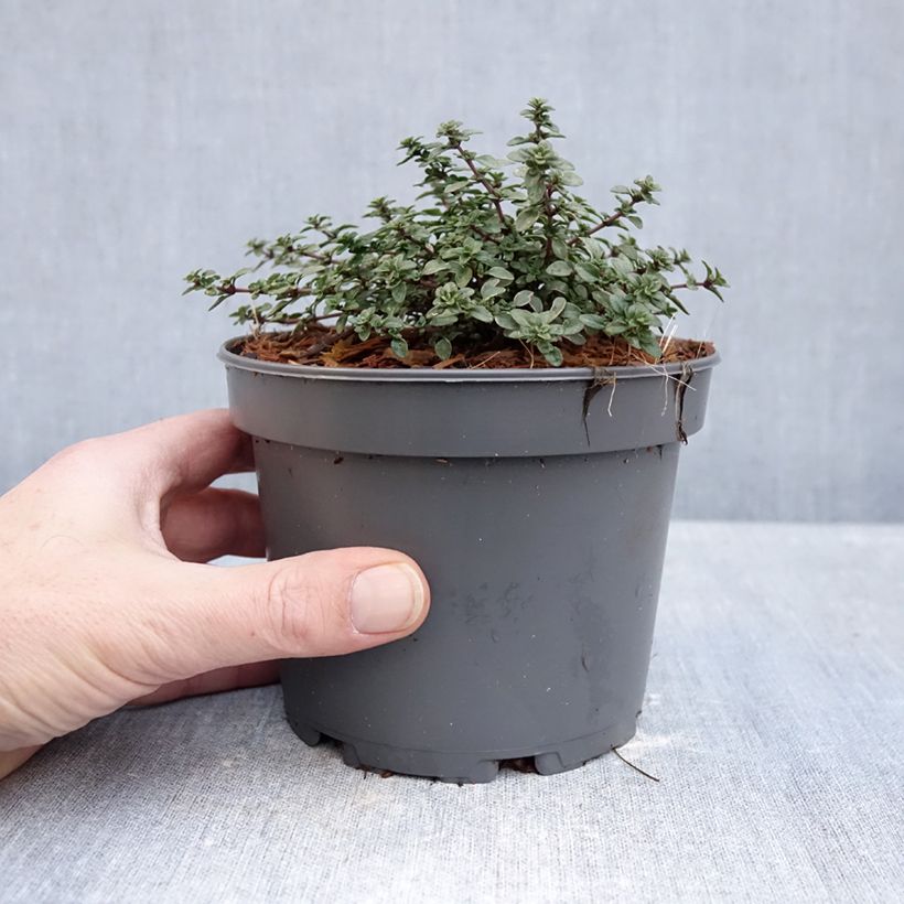 Tomillo Silver Posie Maceta 1,5L/2L Ejemplar entregado en invierno