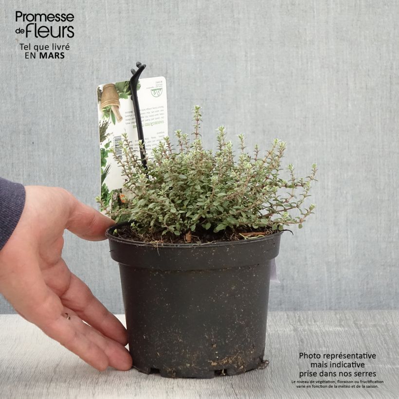 Tomillo Silver Posie Maceta 1,5L/2L Ejemplar entregado en la primavera