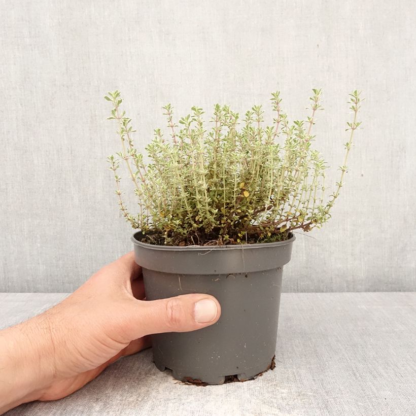 Tomillo Silver Posie Maceta 1,5L/2L Ejemplar entregado en la primavera