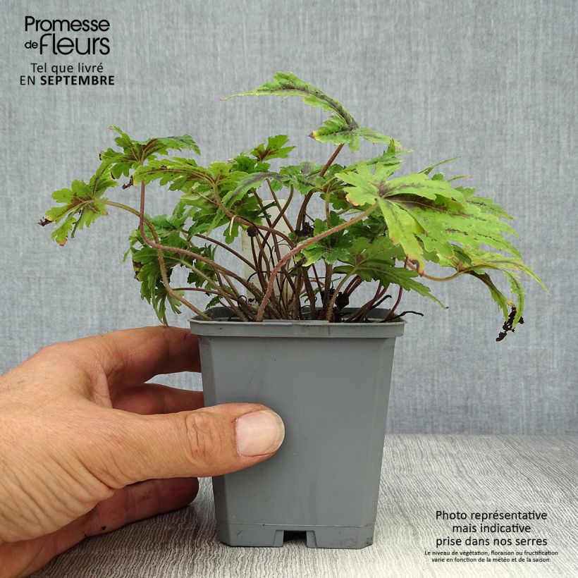 Ejemplar de Tiarella Angel Wings Maceta de 8/9 cm entregado en otoño