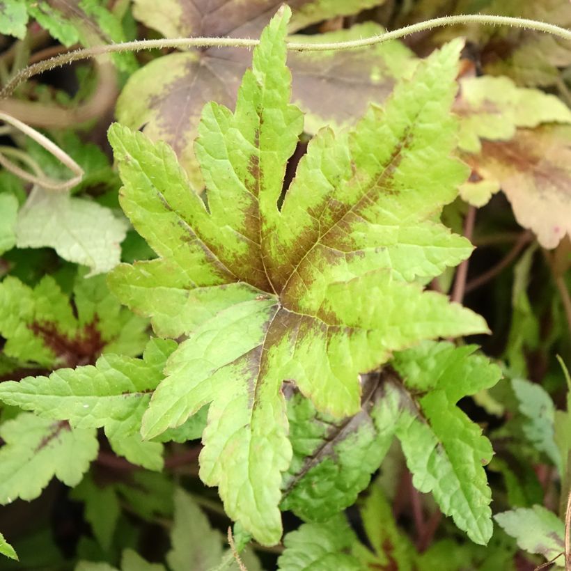 Tiarella Sugar and Spice (Follaje)