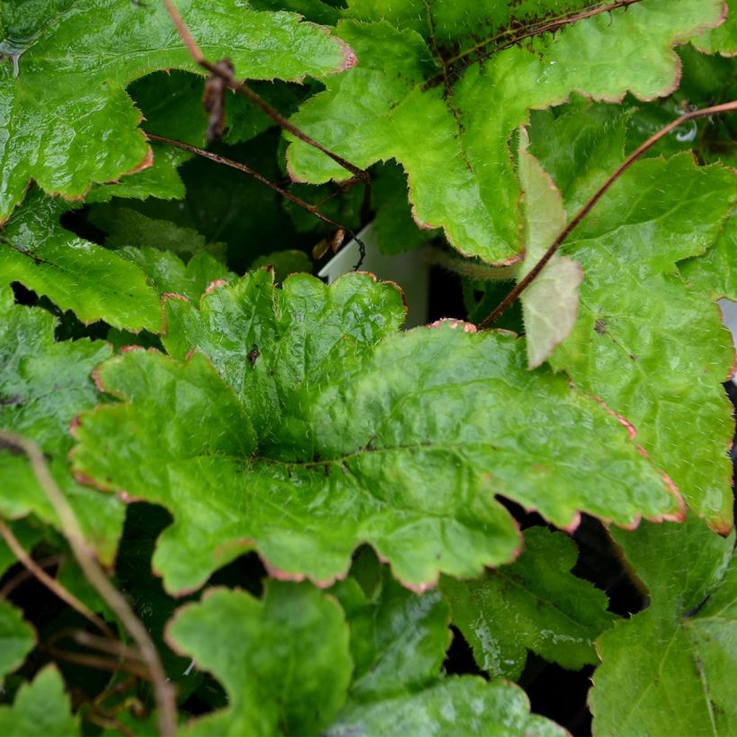 Tiarella cordifolia (Follaje)