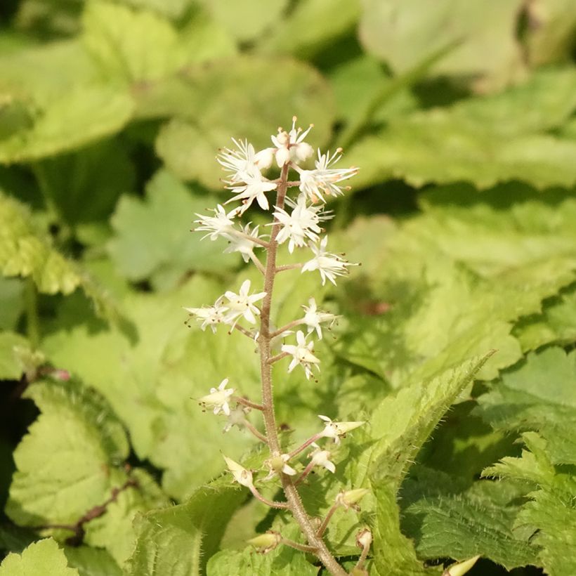 Tiarella cordifolia (Floración)
