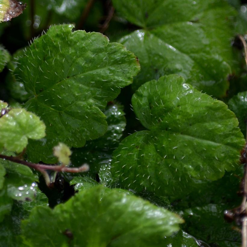 Tiarella cordifolia Moorgrun (Follaje)