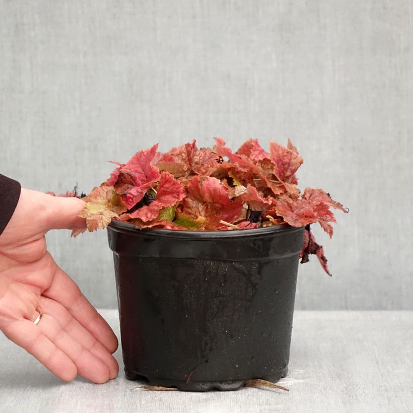 Ejemplar de Tiarella cordifolia Maceta 2L/3L entregado en otoño