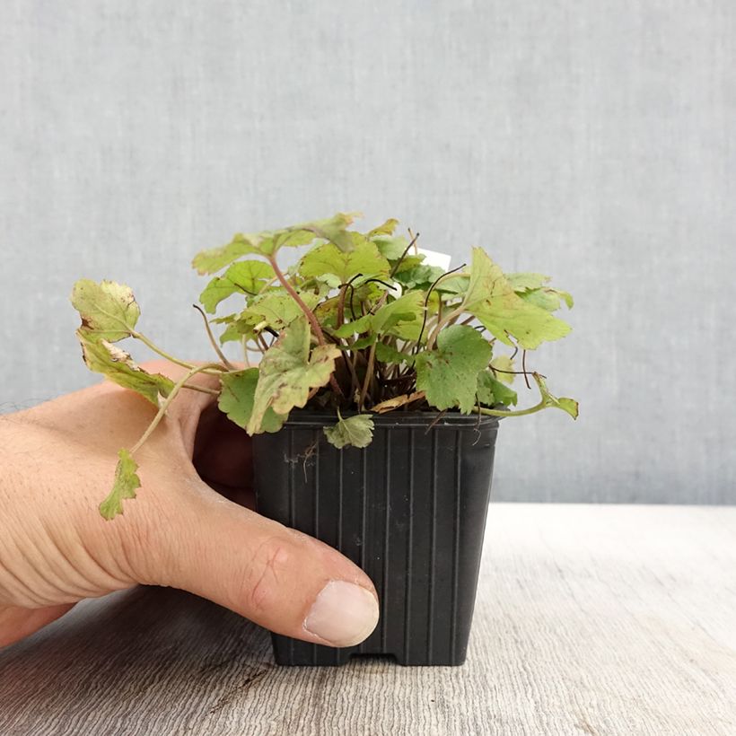Ejemplar de Tiarella Tiger Stripe Maceta de 8/9 cm entregado en otoño
