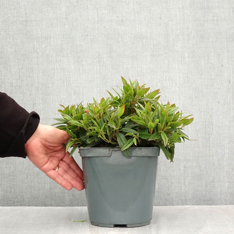 Ejemplar de Tibouchina Groovy baby Maceta 4L/5L entregado en otoño