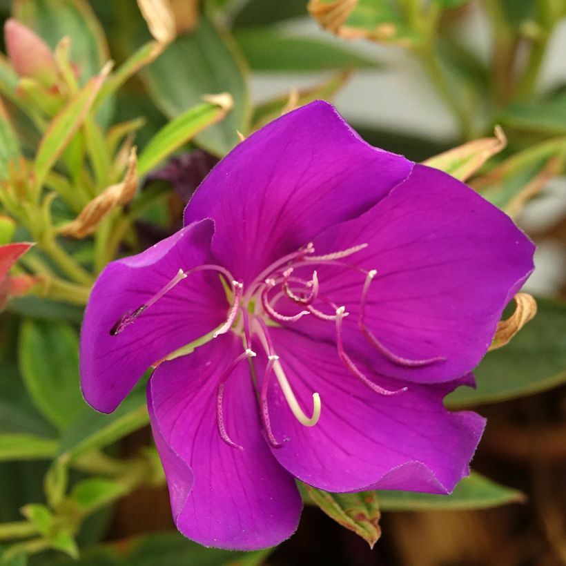 Tibouchina Groovy baby (Floración)