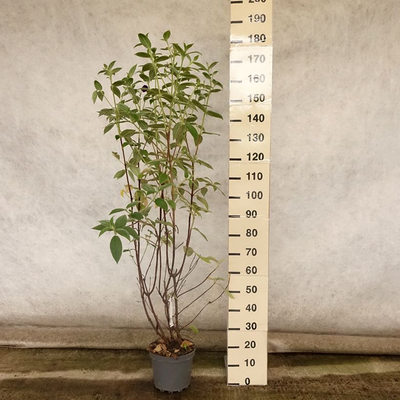 Ejemplar de Tibouchina semidecandra Maceta 7,5L/10L entregado en verano