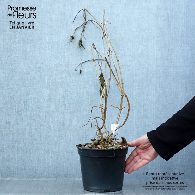 Tibouchina urvilleana Edwardsii Maceta 3L/4L Ejemplar entregado en invierno