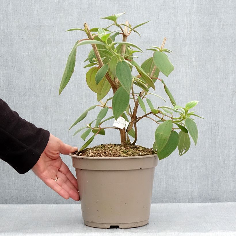 Tibouchina urvilleana Edwardsii Maceta 3L/4L Ejemplar entregado en la primavera