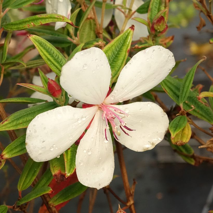 Tibouchina urvilleana Peace Baby (Floración)