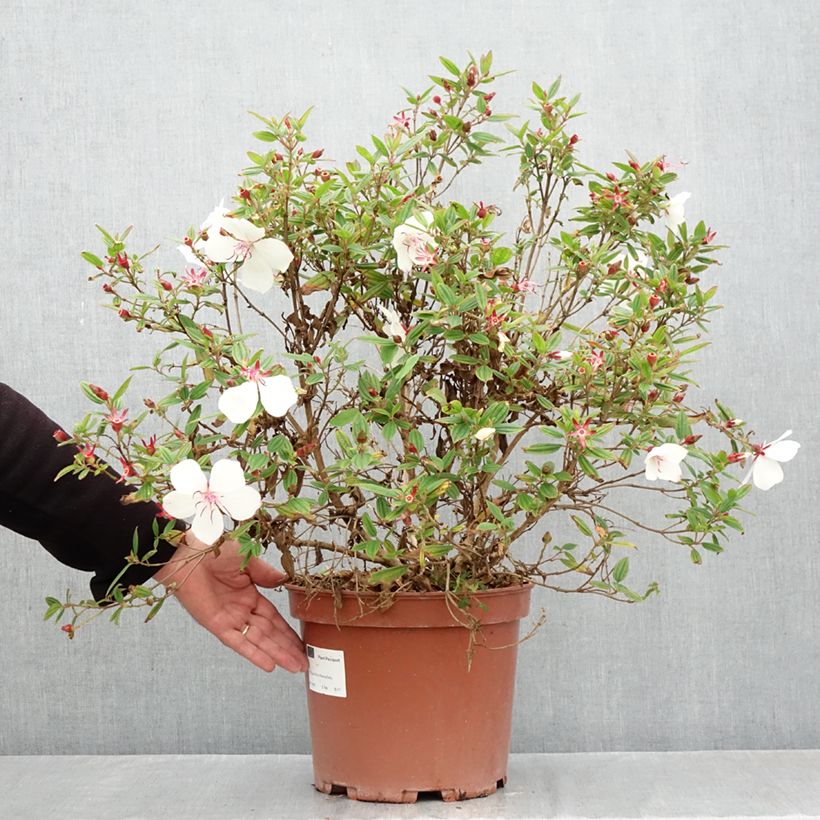 Ejemplar de Tibouchina urvilleana Peace Baby Maceta 7,5L/10L entregado en otoño
