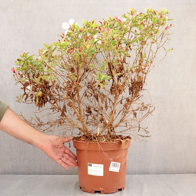 Ejemplar de Tibouchina urvilleana Peace Baby Maceta 7,5L/10L entregado en verano