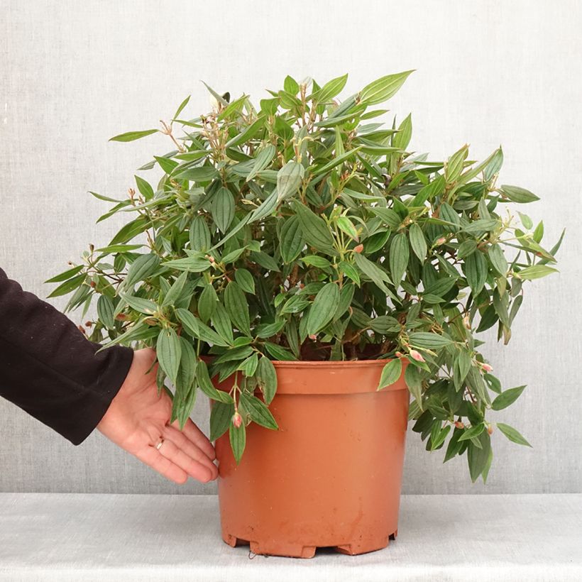 Tibouchina urvilleana Peace Baby Maceta 7,5L/10L Ejemplar entregado en invierno