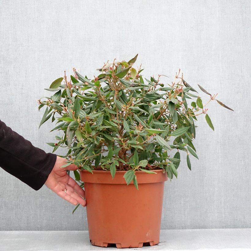 Tibouchina urvilleana Peace Baby Maceta 7,5L/10L Ejemplar entregado en la primavera