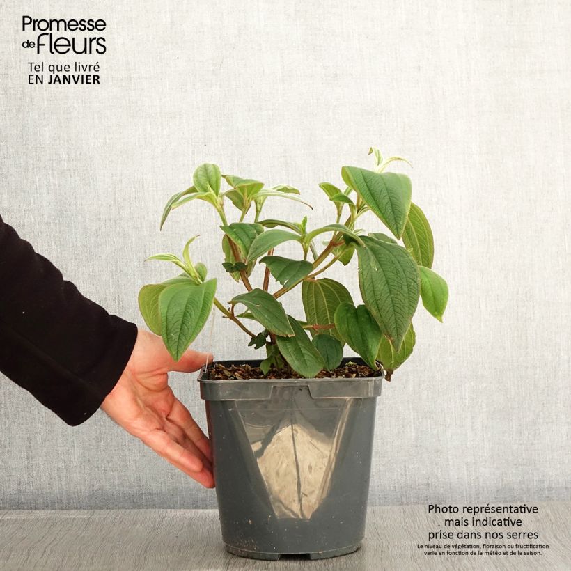 Tibouchina urvilleana Maceta 4L/5L Ejemplar entregado en invierno