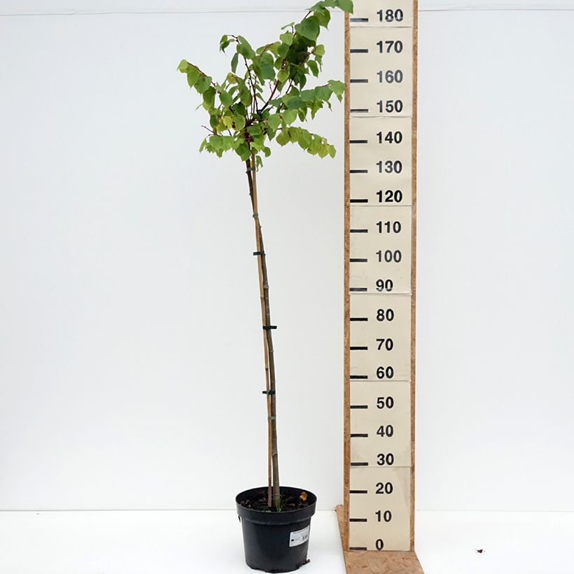 Ejemplar de Tilia cordata Kronenberg - Tilo silvestre Maceta 12L/15L, Tallo entregado en otoño
