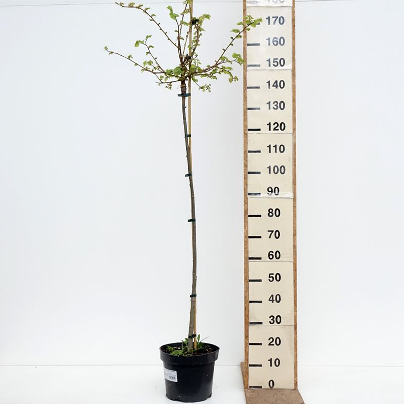 Tilia cordata Kronenberg - Tilo silvestre Maceta 12L/15L, Tallo Ejemplar entregado en la primavera