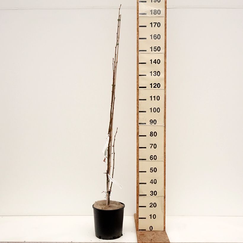 Tilia cordata Rancho - Tilo silvestre Maceta 12L/15L Ejemplar entregado en invierno