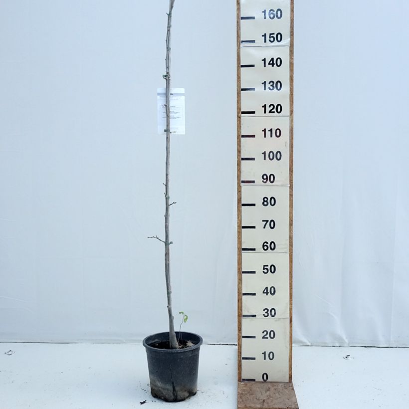 Tilia cordata - Tilo silvestre Maceta 7,5L/10L Ejemplar entregado en invierno