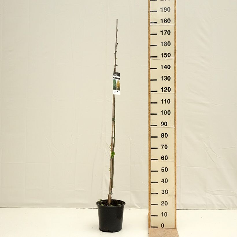 Tilia cordata - Tilo silvestre Maceta 7,5L/10L Ejemplar entregado en la primavera