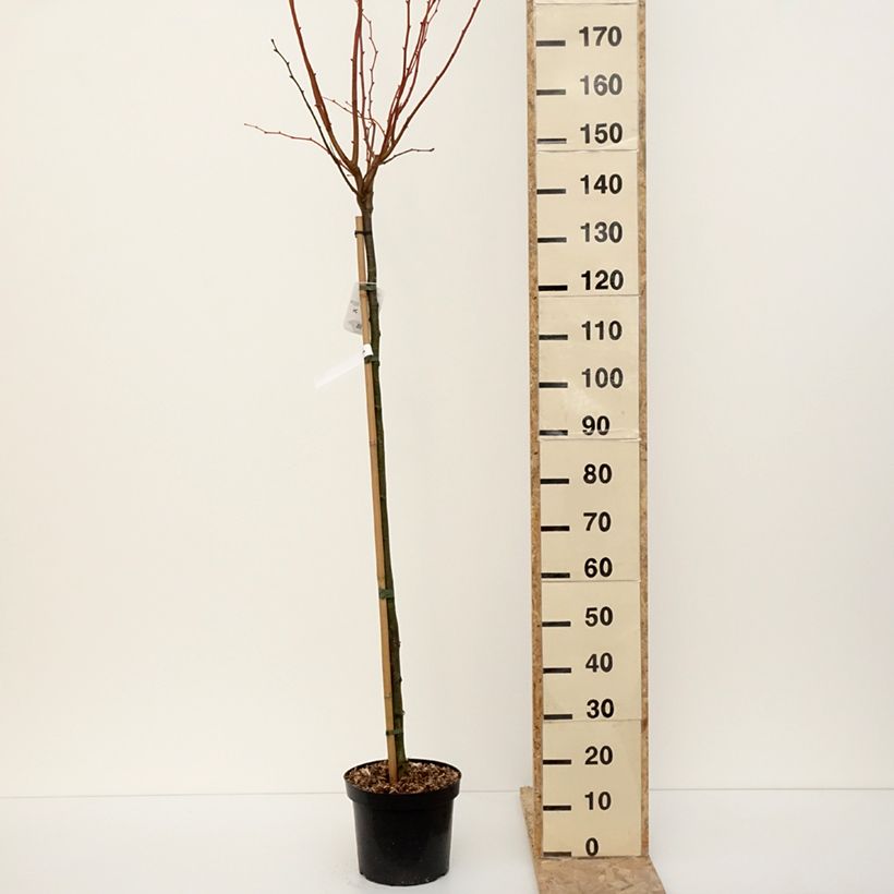 Tilia cordata Winter Orange - Tilo silvestre Maceta 7,5L/10L Ejemplar entregado en invierno